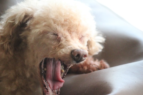 大きなあくびをする老犬トイプードル