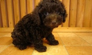 黒トイプードルの子犬