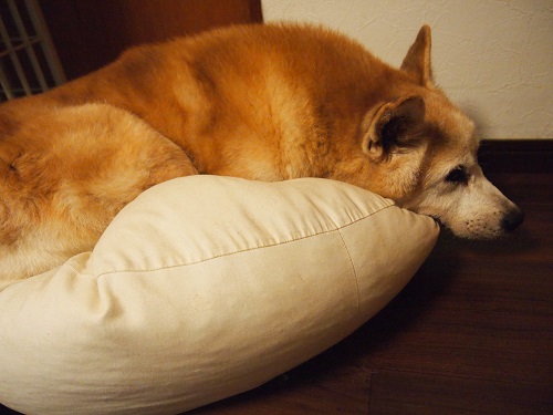 クッションで眠る老犬