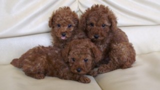 3匹のトイプードルの子犬