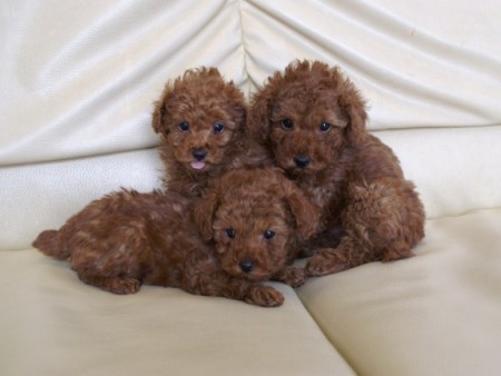 3匹のトイプードルの子犬