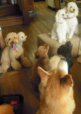 沢山の犬達
