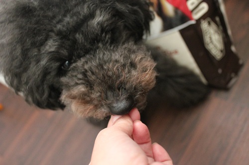 ドッグフードを味見する犬