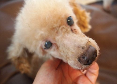 食糞をくりかえした犬