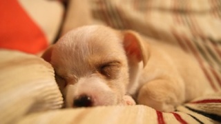 すやすや眠る子犬