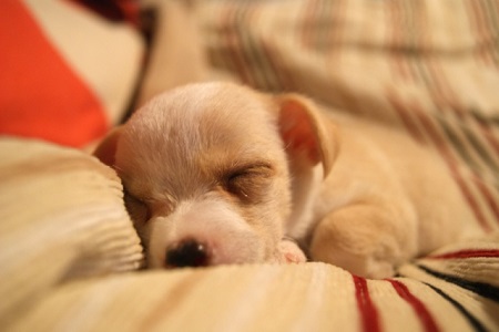 すやすや眠る子犬