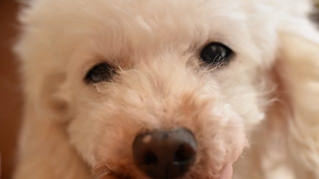 16歳のトイプードル