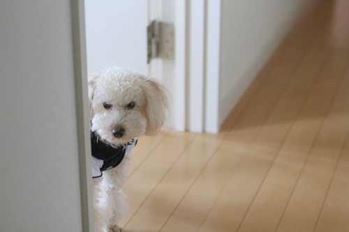 叱られて機嫌が悪い犬