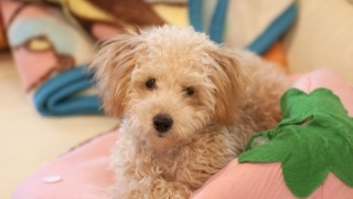 トイプードルの子犬