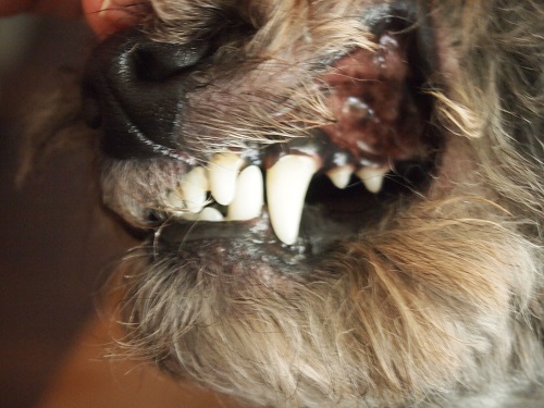 トイプードルの犬歯