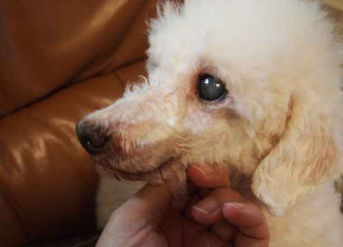自宅カットした老犬