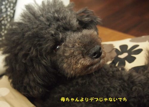 飼い主をにらむトイプードル