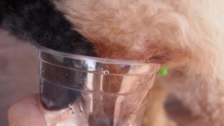 同時に水を飲む犬達