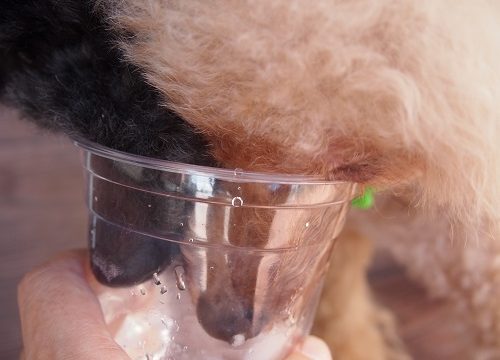 同時に水を飲む犬達