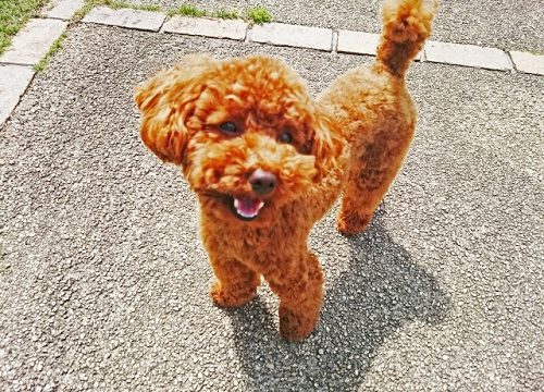 散歩中のトイプードル
