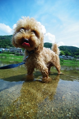 水遊びを楽しむ犬