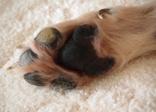 犬の肉球