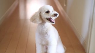 外に向かって吠える犬