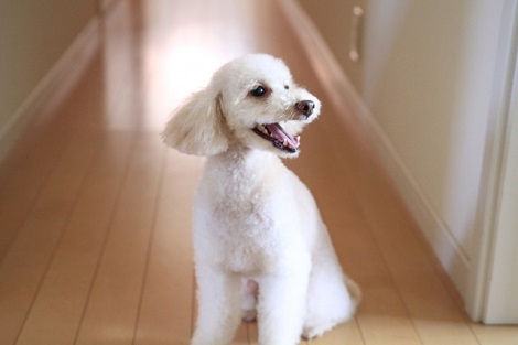 外に向かって吠える犬