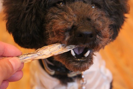 干した魚を食べる犬