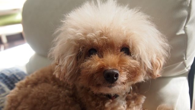 飼い主を見つめる犬