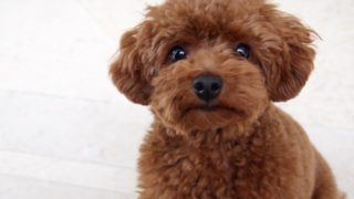 躾中のトイプードルの子犬