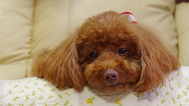 つまらない表情のトイプードル