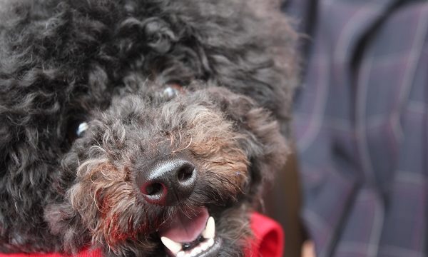 キャリーバックから顔を出す犬
