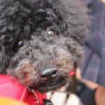 なに？って顔をする犬