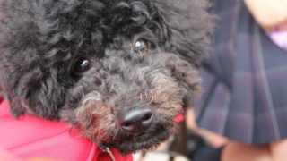 なに?って顔をする犬