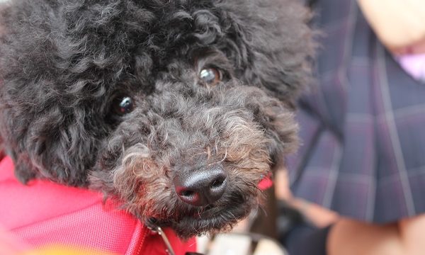 なに?って顔をする犬