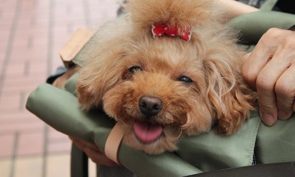 キャリーバッグで笑う犬