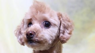 モヒカンのトイプードル