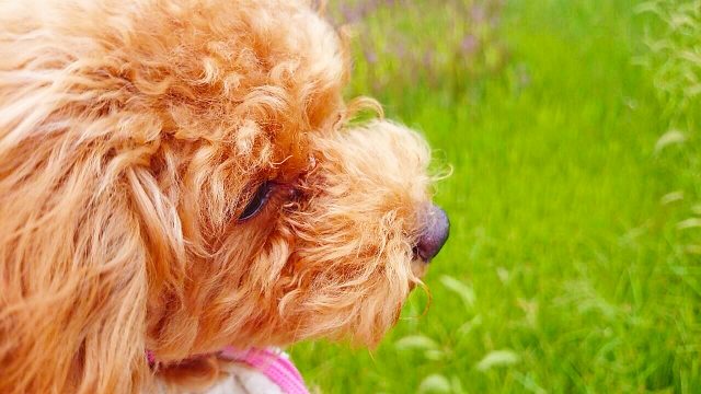 犬はミミズが大好き スリスリしたり食べるのを止めさせたい トイプードル達との暮らしブログ