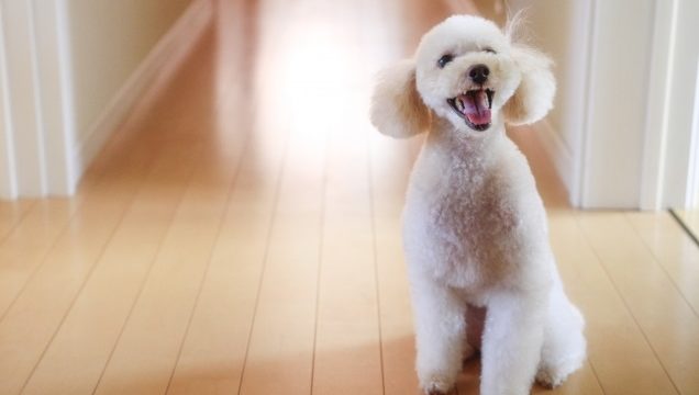 嬉しそうなトイプードル