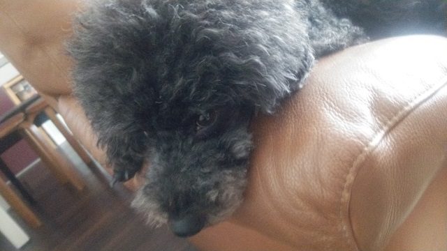 拗ねる黒トイプードル
