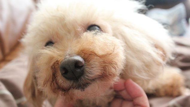 顎を撫でられ気持ちがいい犬