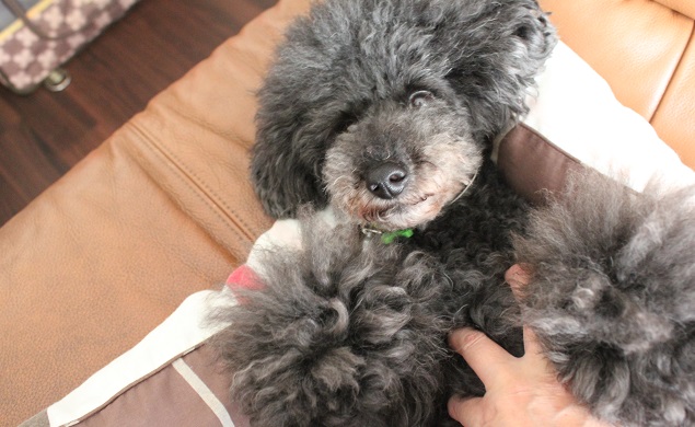 ひっくり返され緊張する犬