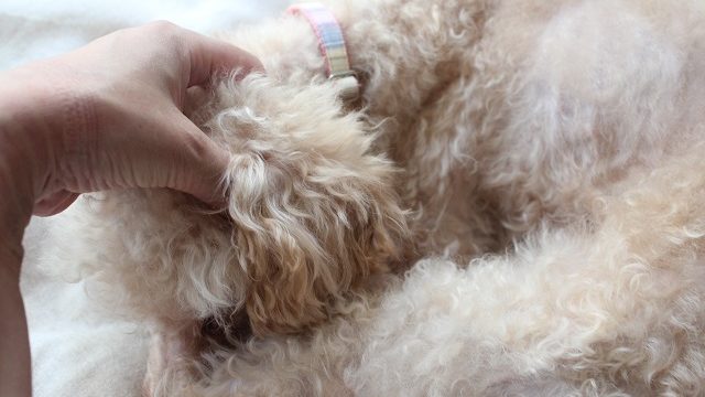 耳をマッサージされる犬