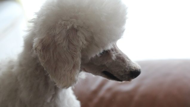 ミルクの横顔