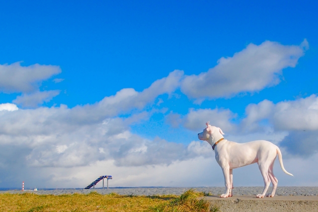 雲と白い犬
