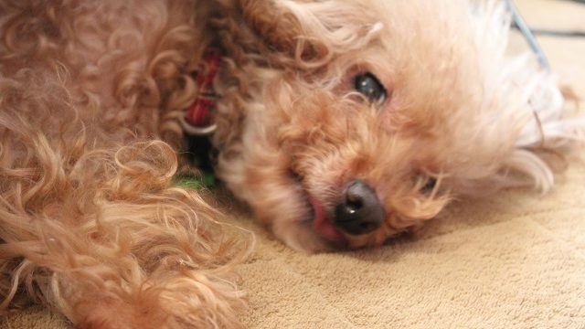 うたたねするトイプードル