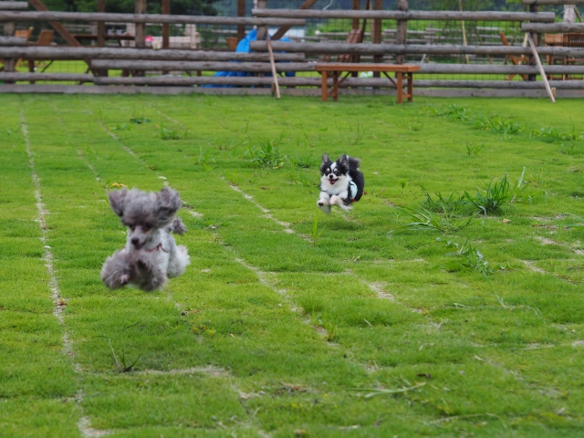 飛行犬