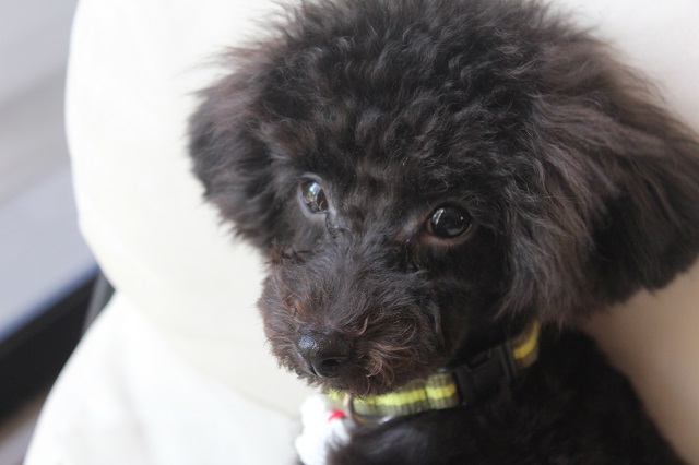 トイプードル子犬