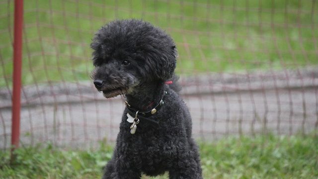 ドッグランの犬