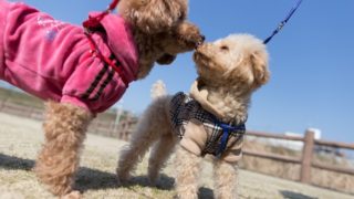 散歩中の犬