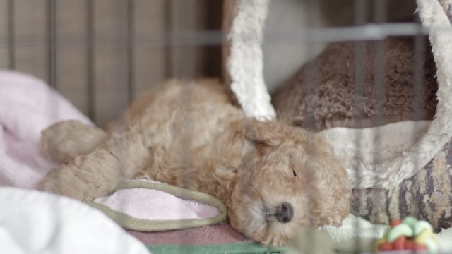 ハウスの中の子犬