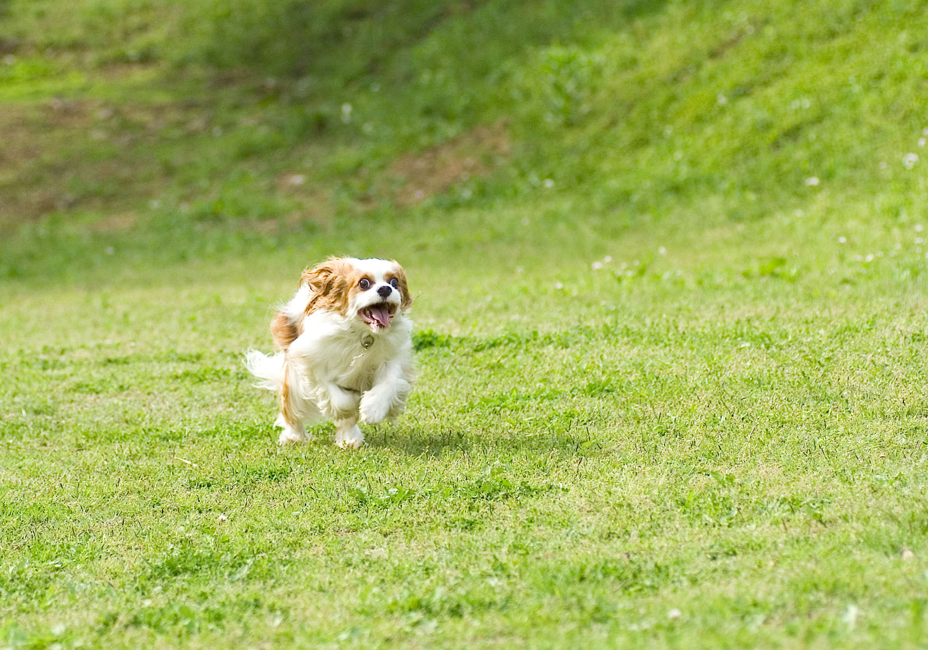 走り回る犬