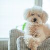 犬の食糞対策
